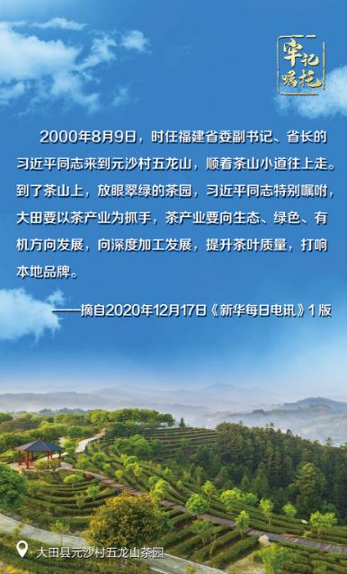 大田县元沙村五龙山茶园